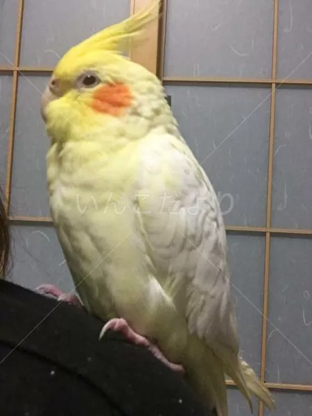 コメントの画像