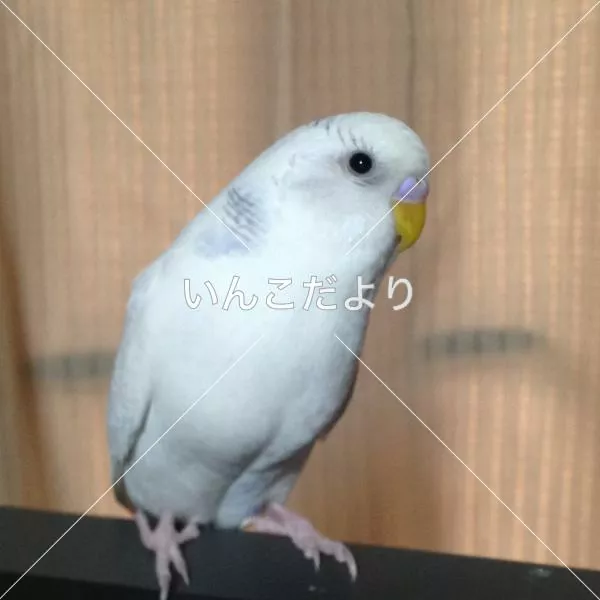 コメントの画像