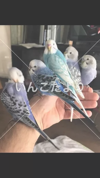 コメントの画像