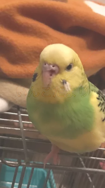 コメントの画像