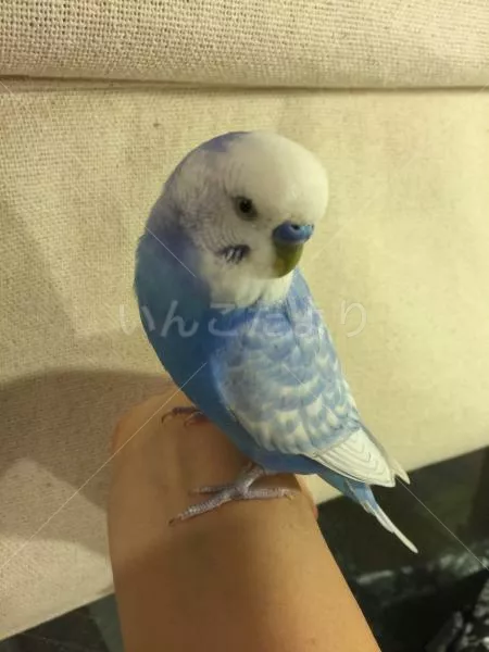 コメントの画像