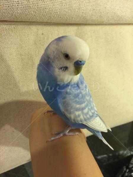 コメントの画像