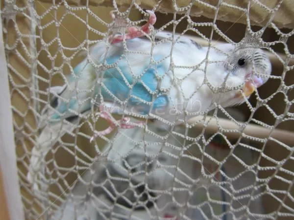 コメントの画像