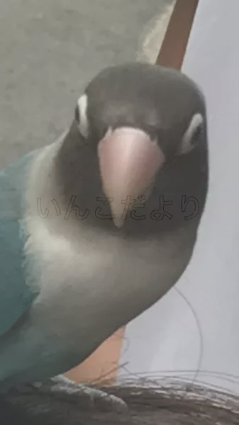 コメントの画像