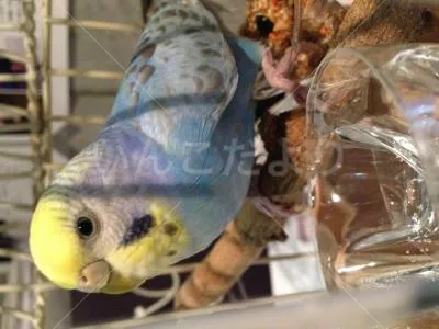 コメントの画像