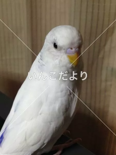 コメントの画像