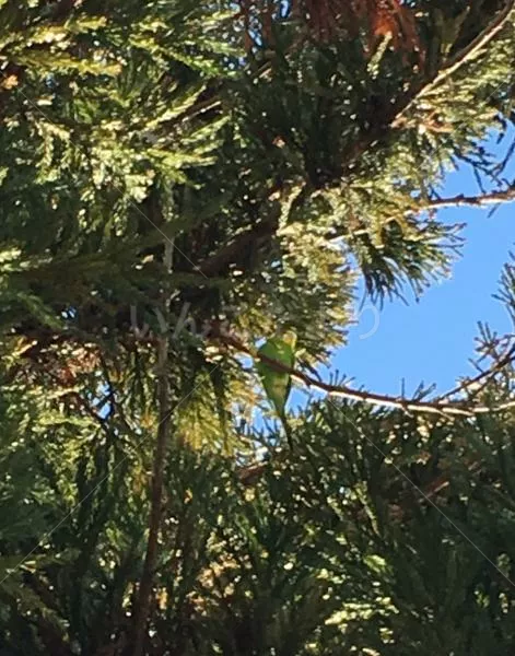 コメントの画像