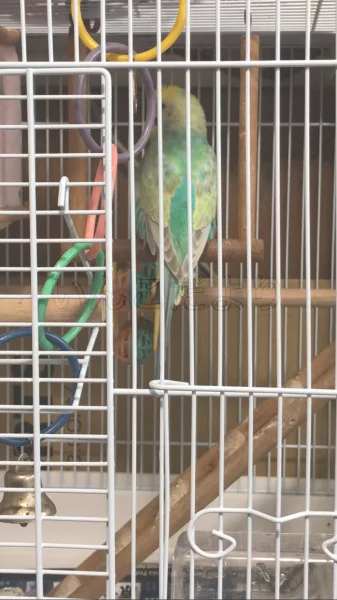 コメントの画像