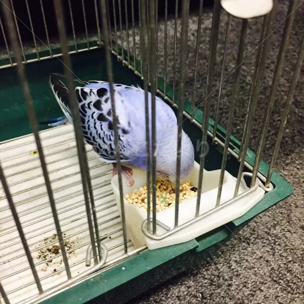 コメントの画像