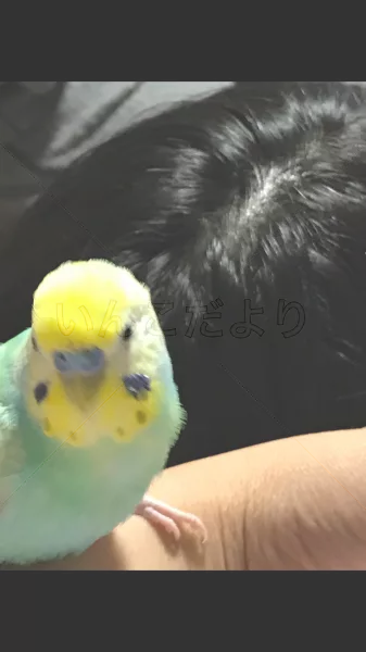 コメントの画像