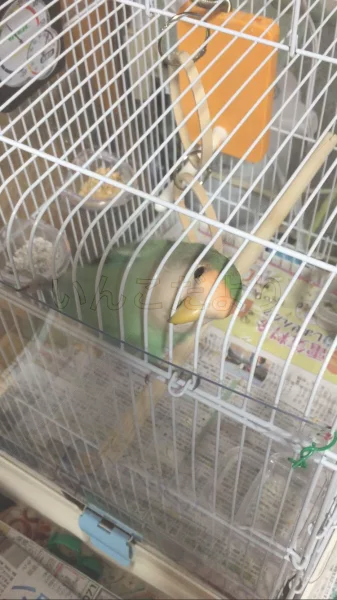 コメントの画像