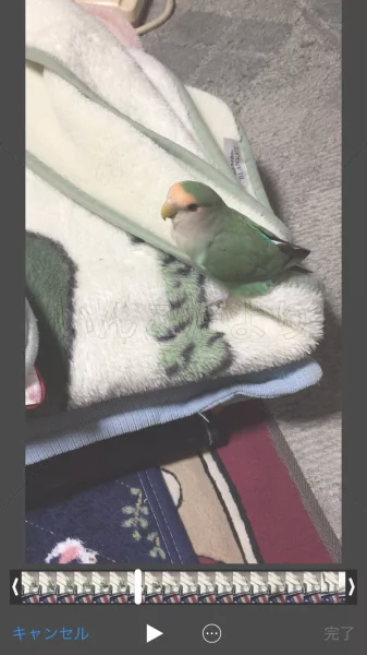 コメントの画像