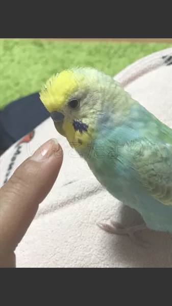 コメントの画像