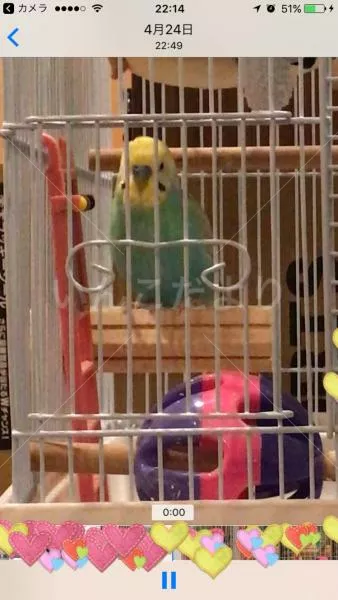 コメントの画像