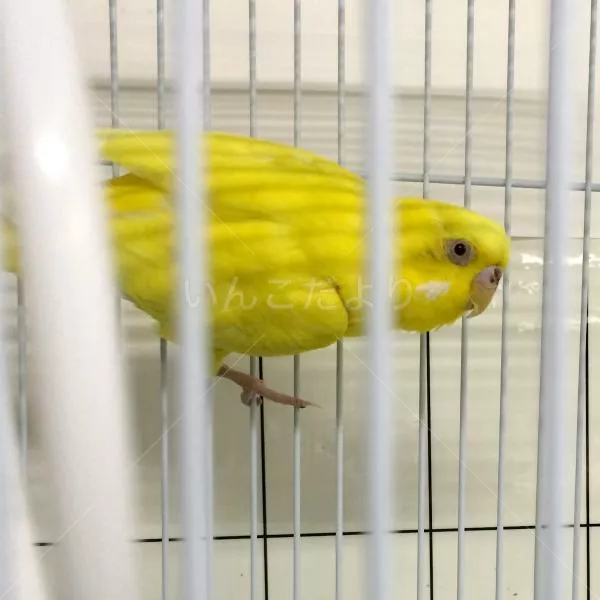 コメントの画像