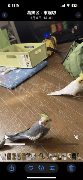 コメントの画像