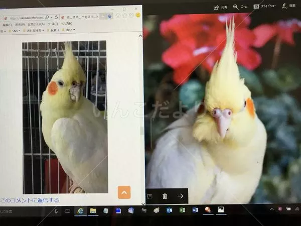 コメントの画像