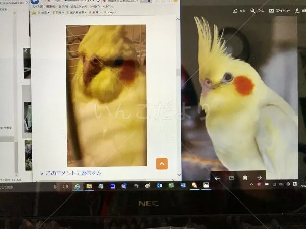 コメントの画像