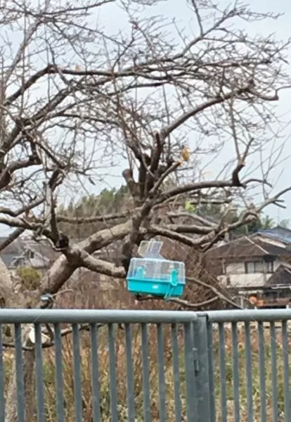 コメントの画像