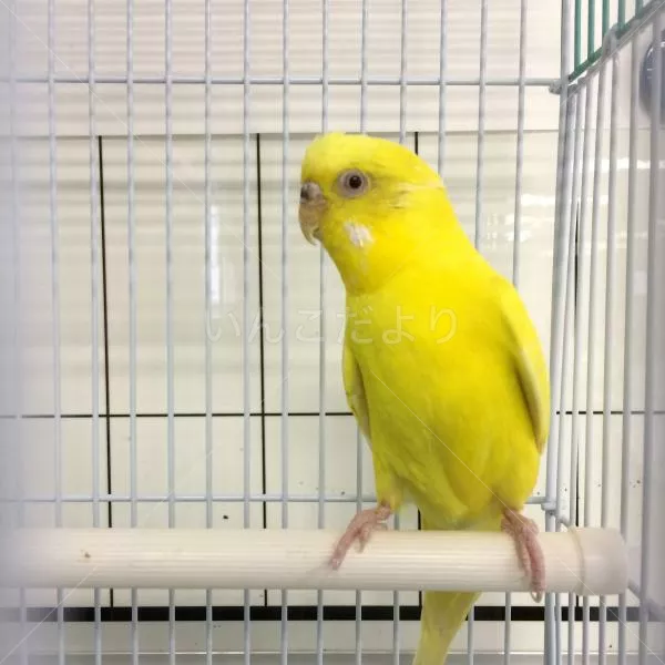 コメントの画像