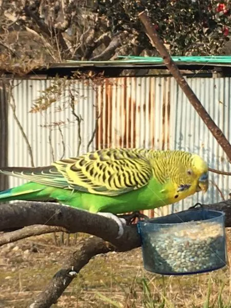 コメントの画像