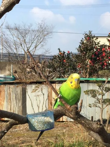 コメントの画像