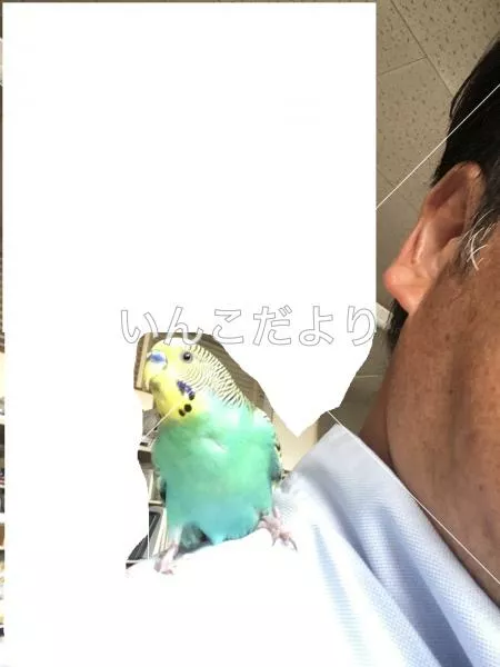 コメントの画像