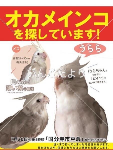 コメントの画像