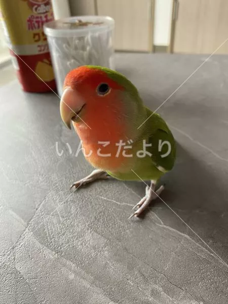 コメントの画像