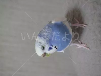 コメントの画像