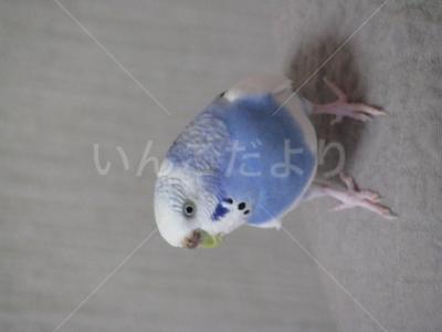 コメントの画像