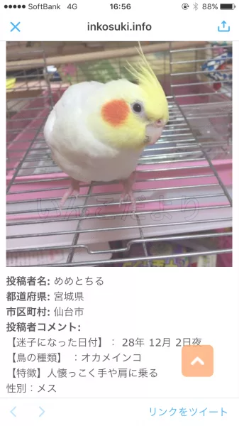 コメントの画像