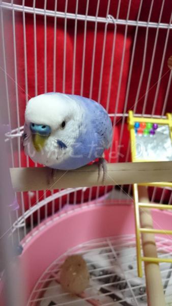コメントの画像