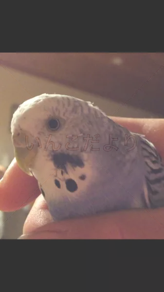 コメントの画像