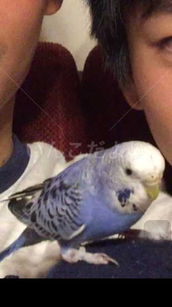 コメントの画像