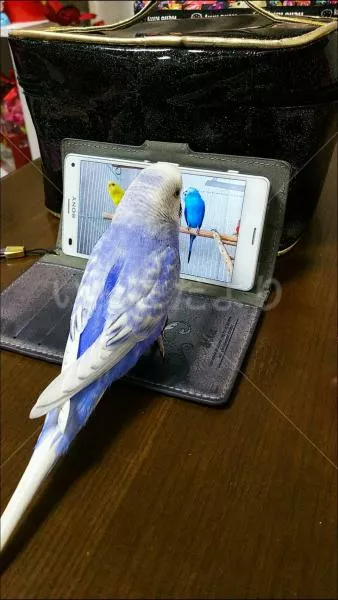 コメントの画像