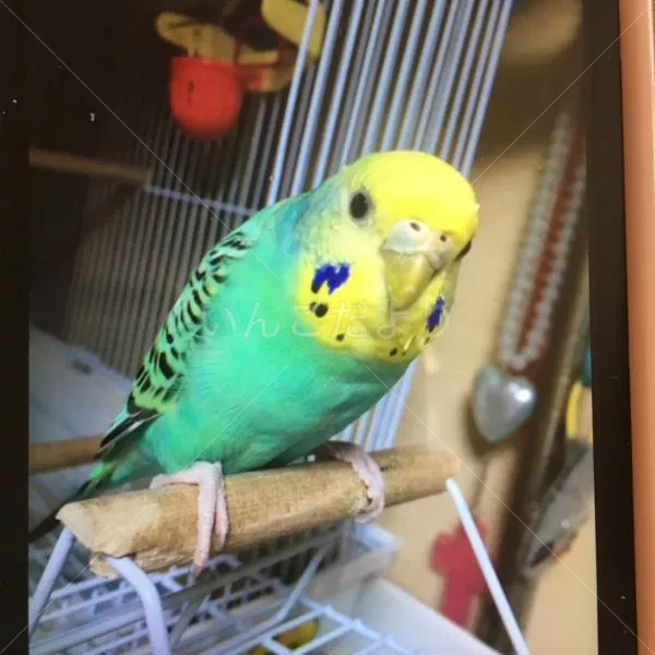 コメントの画像