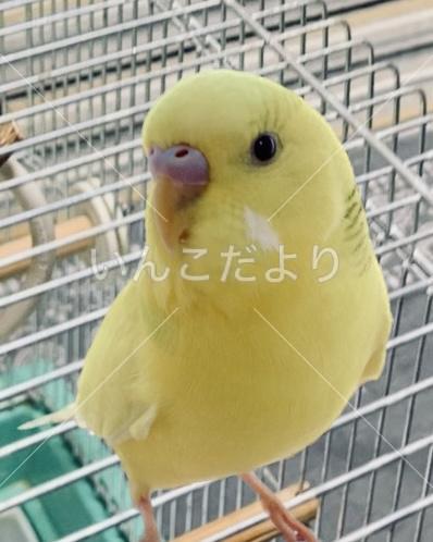 コメントの画像