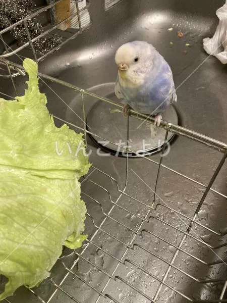 コメントの画像