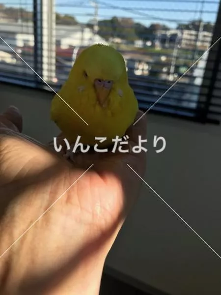 コメントの画像