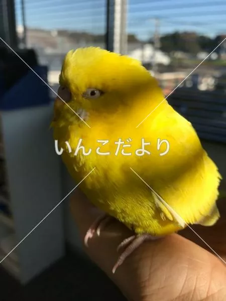 コメントの画像