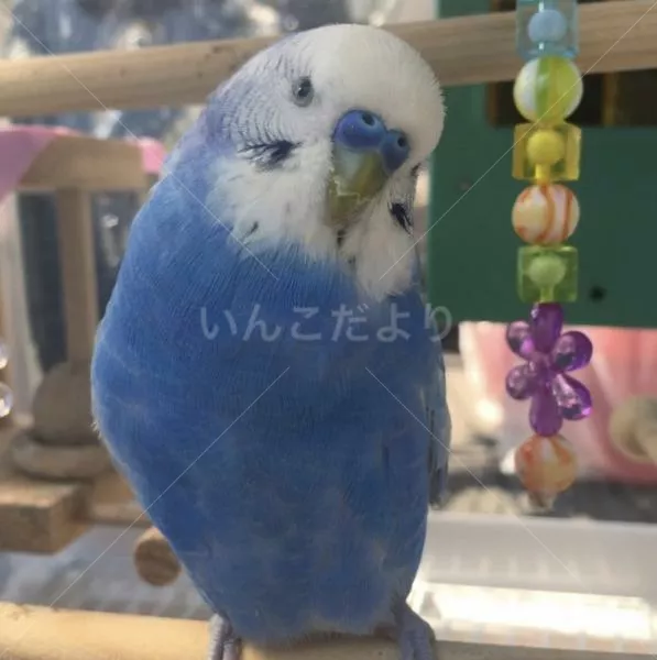 コメントの画像