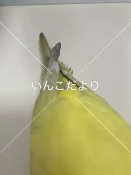 コメントの画像