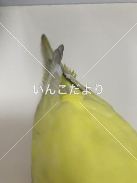 コメントの画像