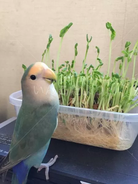 コメントの画像