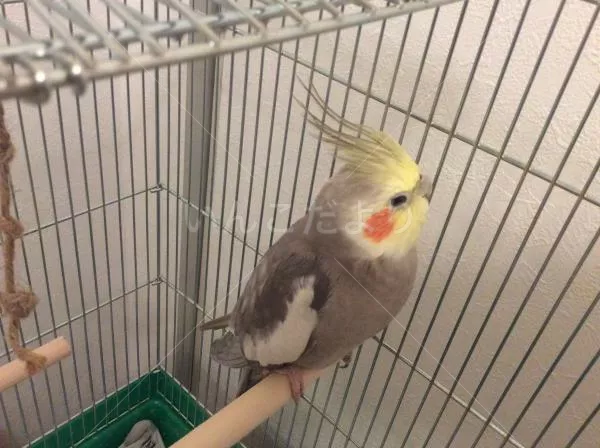 コメントの画像