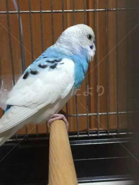 コメントの画像