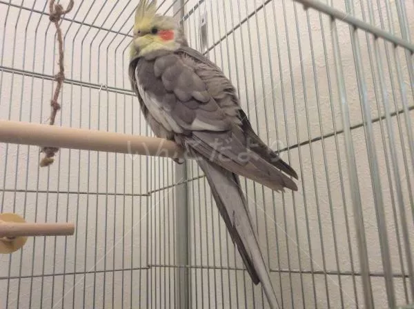 コメントの画像