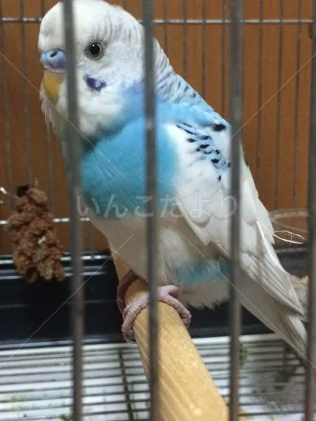 コメントの画像