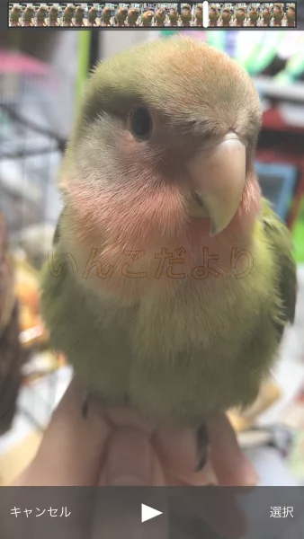 コメントの画像